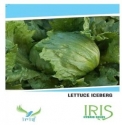 Iris Vegetable Seeds Lettuce Iceberg, Fine Quality, For Balcony or Terrace Gardening