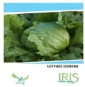 Lettuce Seeds of Iris Hybrid Pvt. of Iris Hybrid Pvt.