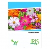 Iris Hybrid Flower Seeds Cosmos Mix, Annual Flowers, Best For Lawn Fencing.