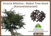 Acacia Nilotica Seeds (Karuvelam Tree) Seeds, Deep Blackish Brown Color.   