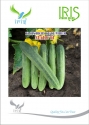 Iris Vegetable Seeds, F1 Hybrid Cucumber Maruti Variety (Attractive Green Color)
