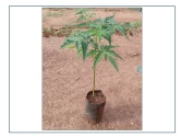 Melia Dubia - Malabar Neem - Live Plants - 1 Ft Height, Fast Growing Trees.