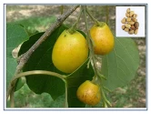 RK Seeds - Gmelina arborea seeds, Gamhar seed, White Teak, Gmelina, goomar teak seeds, Kashmir tree, Malay beechwood seeds, white teak seeds, Yamane, 