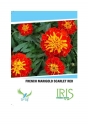 Iris Hybrid Flower Seeds French Marigold Scarlet, Genda Ka Phool, Best For Garden.