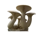 Mushroom Spawn of Thanvi Biotechnology of Thanvi Biotechnology