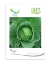 Cabbage Hybrid Seeds of Iris Hybrid Pvt. of Iris Hybrid Pvt.