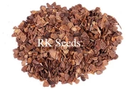 Fern Tree Seeds of RK Nursery and of RK Nursery and