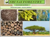 Babul Seeds of Sri Sai Forestry of Sri Sai Forestry