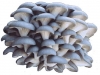 Blue Oyster Mushroom (pleurotus Columbinus) Spawn 350 Gm, Spreaded On Wide Range Of Agriculture Waste