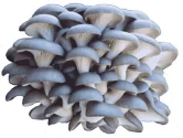 Mushroom Spawn of Thanvi Biotechnology of Thanvi Biotechnology