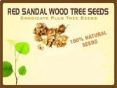 Sandalwood of Pioneer Agro Industry of Pioneer Agro Industry