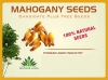 Mahogany Tree Seed Swietenia Mahagoni enhance the beauty of garden, landscapes, commercial crops, etc.
