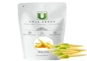 Baby Corn Seeds of Urja Agriculture Company of Urja Agriculture Company