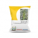 Farmson FB Suvarn Research Clusterbean Seeds, Erect and Single Stem Plant, Tall Plant