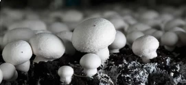 Mushroom Culture of Thanvi Biotechnology of Thanvi Biotechnology