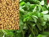Urja Agriculture Methi, Fenugreek Seeds, Quick Growing Short 8 to 10 Inches Tall Plants