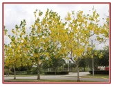 Avenue Tree seeds (Flowering Seeds) of RK Nursery and of RK Nursery and