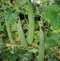 Jivit F1 Hybrid Ridge Gourd Seeds Js Dhruv, Strong and Sturdy Vines with Long Fruits