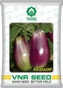 Brinjal General Seeds of VNR Seeds Pvt. of VNR Seeds Pvt.