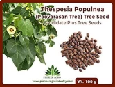 Thespesia Populnea (Poovarasan Tree) Tree Seed, Apple Shaped Fruit         