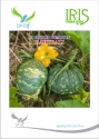 Iris Hybrid Vegetable Seeds F1 Hybrid Pumpkin Bahubali, Attractive Green with Brown Spots