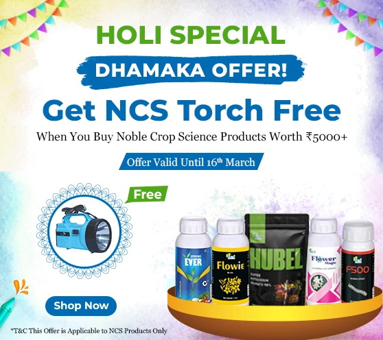 Celebrate Holi with a Free NCs Torch!