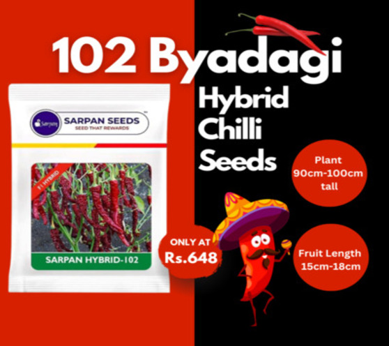 102 Byadagi Chilli Seeds