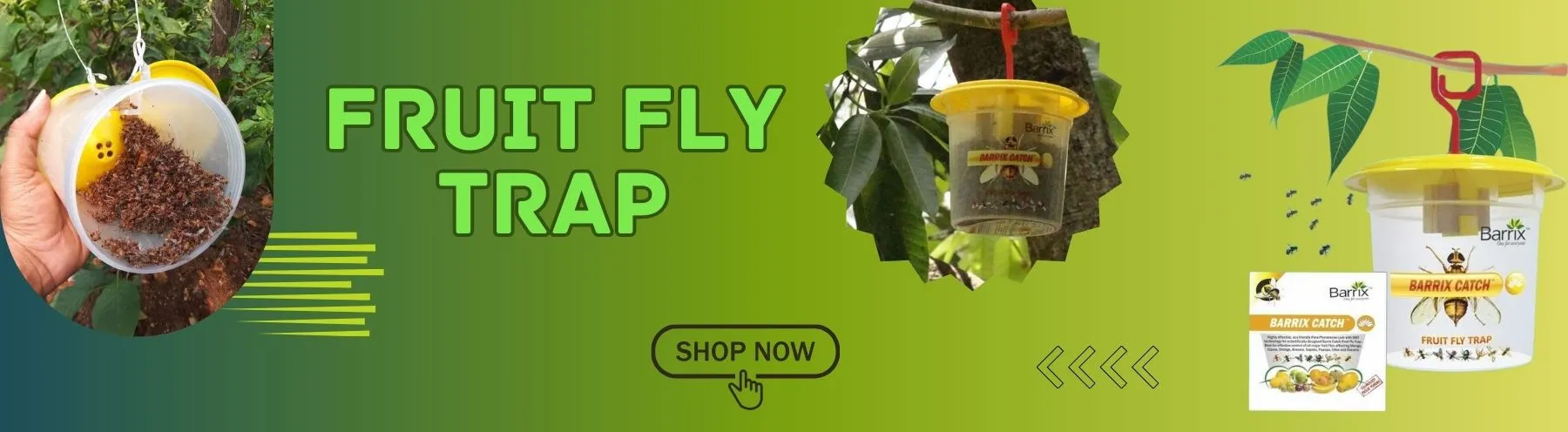  Fruit Fly Trap Set 