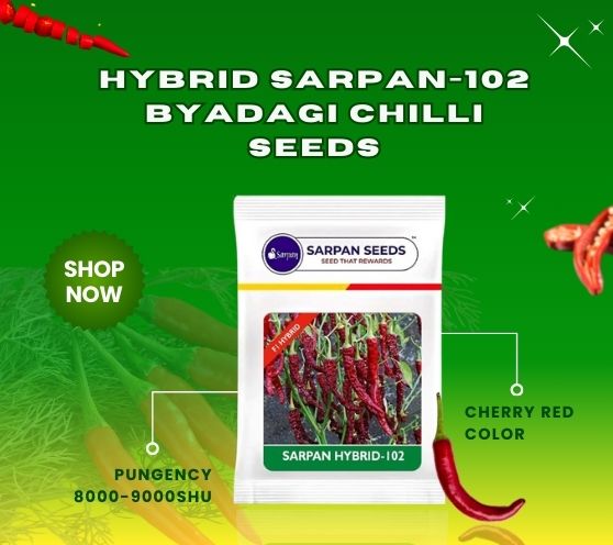  Sarpan - Chilli Seeds