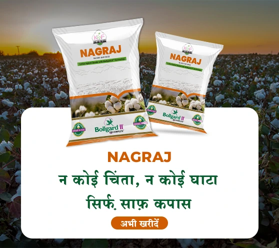 Nagraj BGII Cotton Seeds