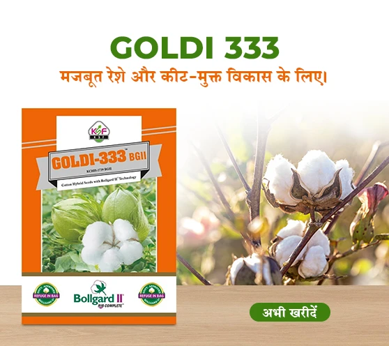 Goldi-333 Cotton Seeds