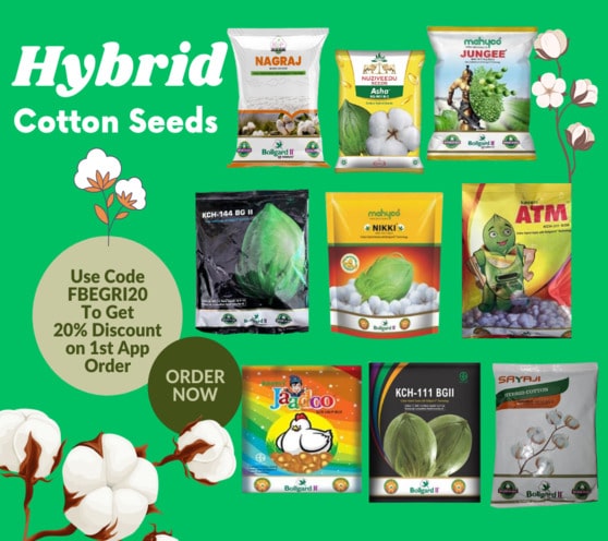 Hybrid Cotton Seeds