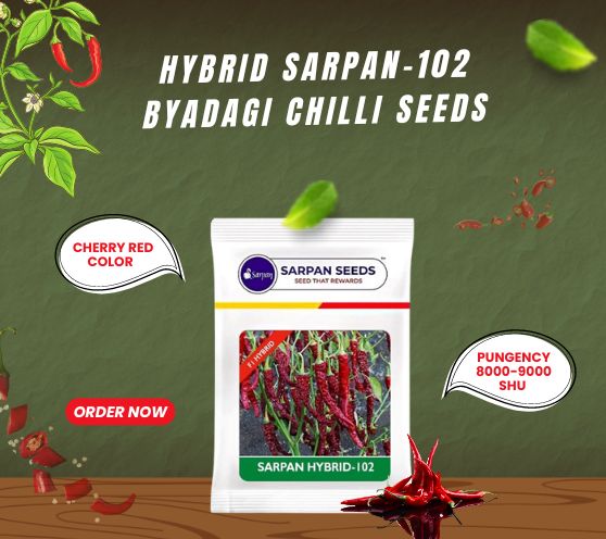  Sarpan - Chilli Seeds