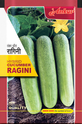 Buy Ankur Hybrid Cucumber Ragini Seeds Online | Agribegri