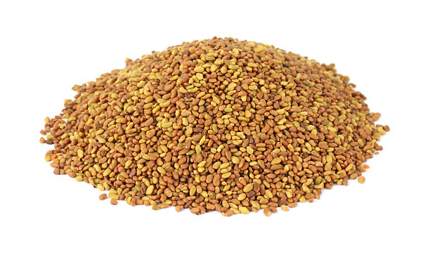 Buy Alfalfa Seeds Medicago Sativa Online | Agribegri