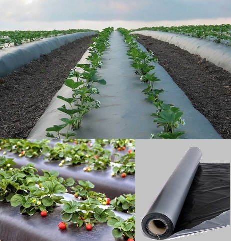 Purchase Global Polyplast Mulch Film Mulching Sheet Online | Agribegri